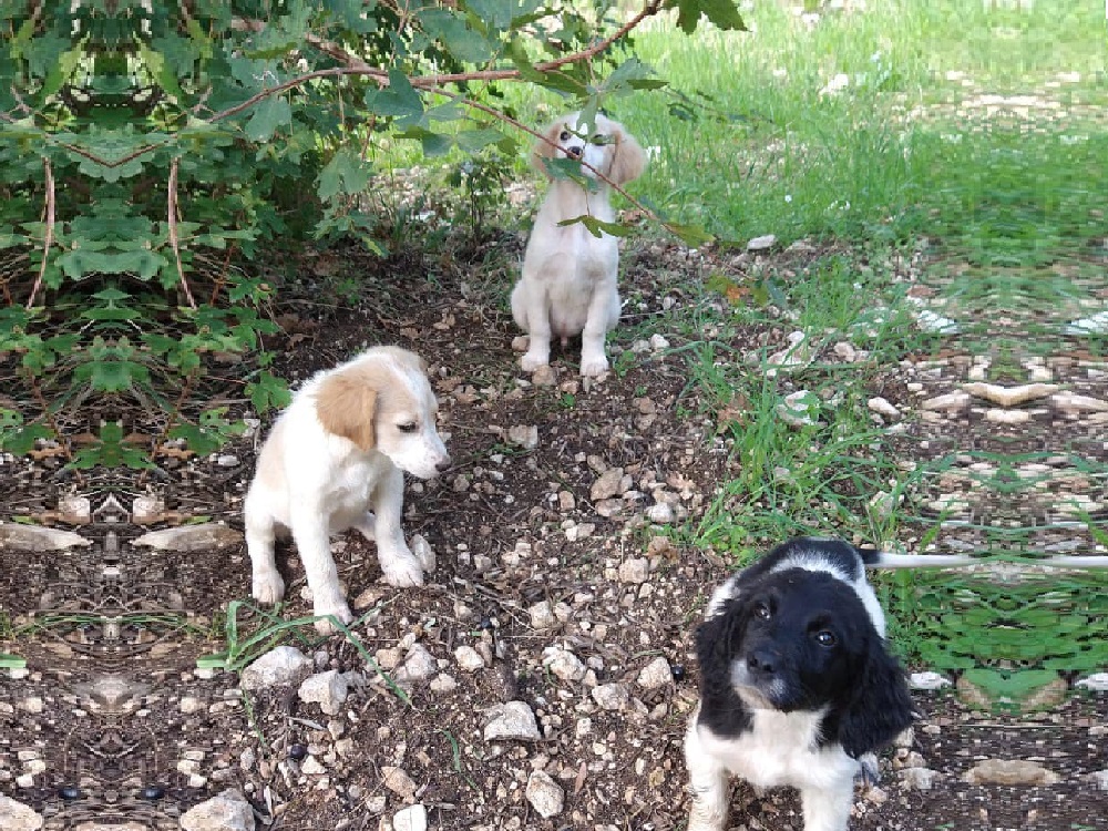 cane_cani_loredana-sofia