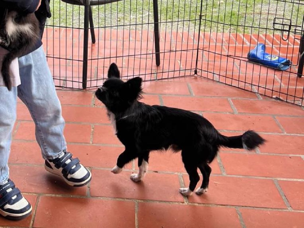 cane_chihuahua_mirtillo_sabina_p&f