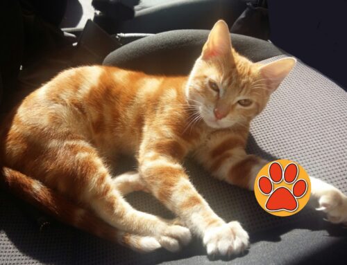 Caldo torrido il 16 e 17 luglio: attenzione ai nostri amici animali. Bollino Rosso in 15 città