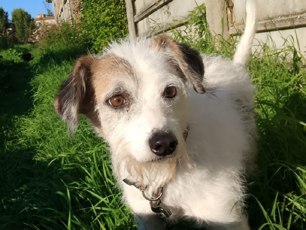 cane_ivan_portami_con_te