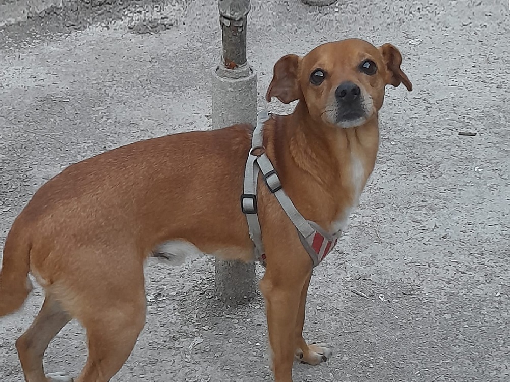 cane_portami_con_te