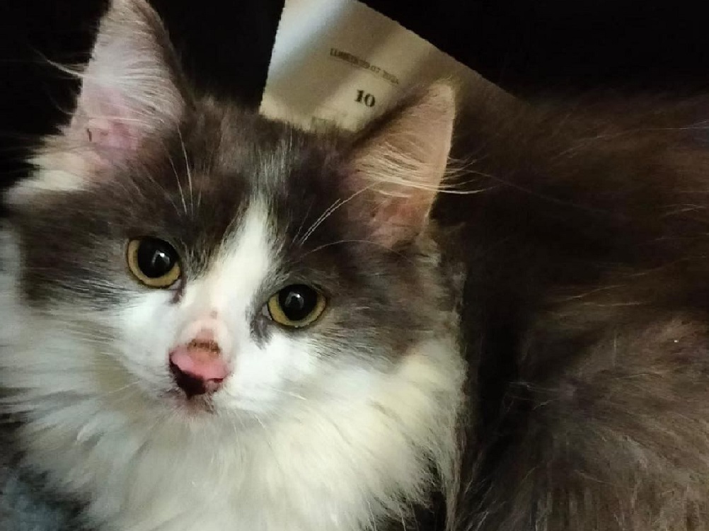 gatto_piumino_marianna_nucci