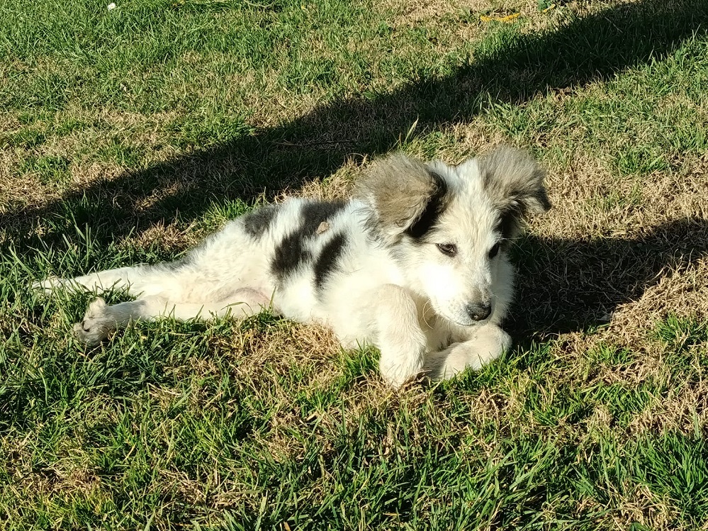 cane_cagnolina_gea_amici_di_fiocco