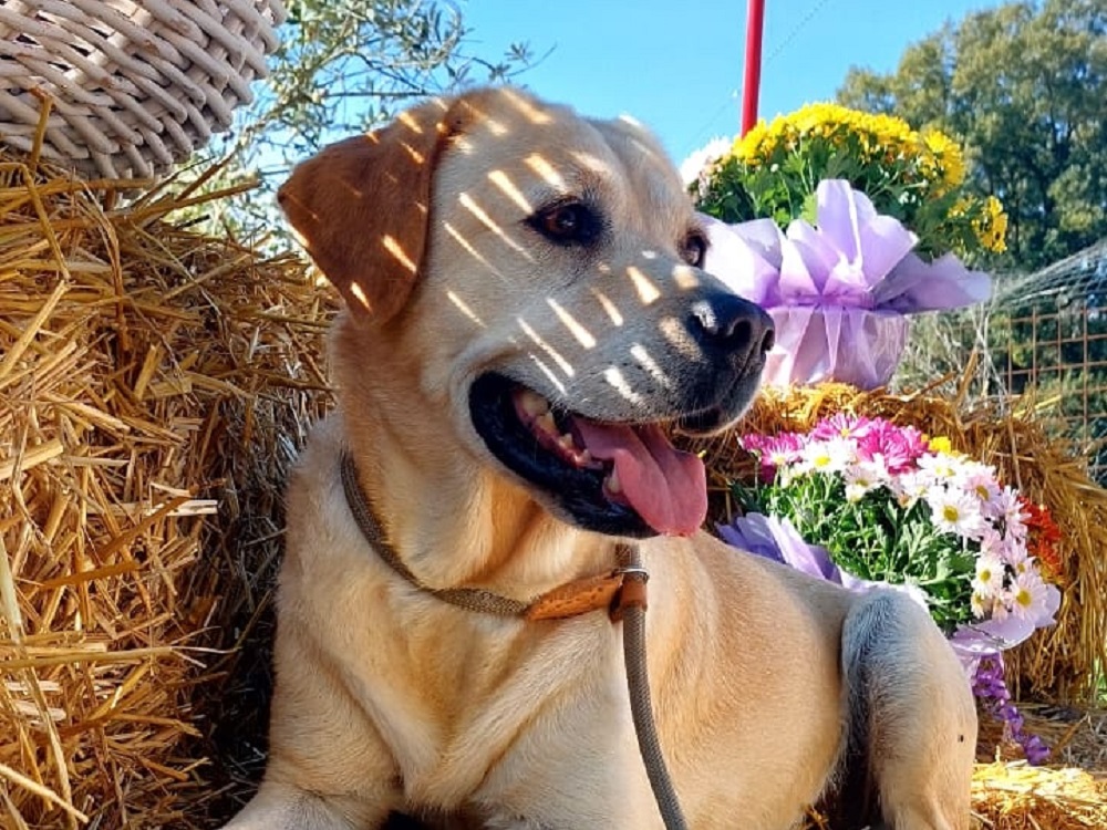 cane_cagnolona_giunta