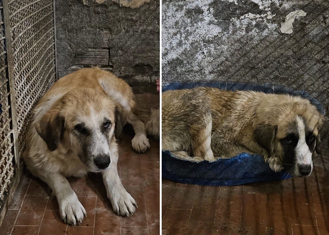 cane_cani_canile_di_rieti_accalappiati_a_terzone_di_leonessa