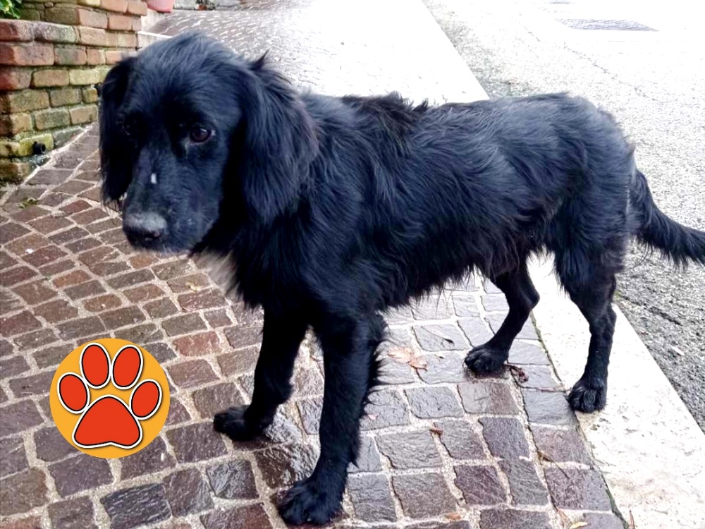 cane_paganico_sabino