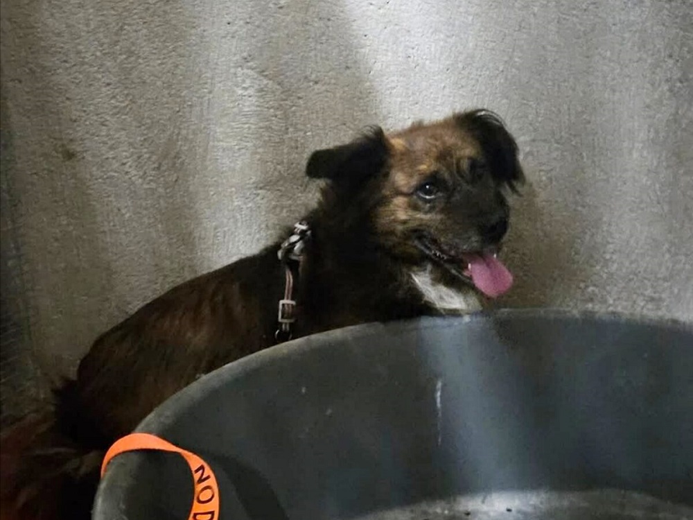 cane_piazza_marconi