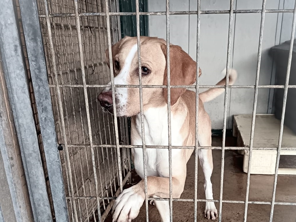 cane_steve_canile_di_rieti