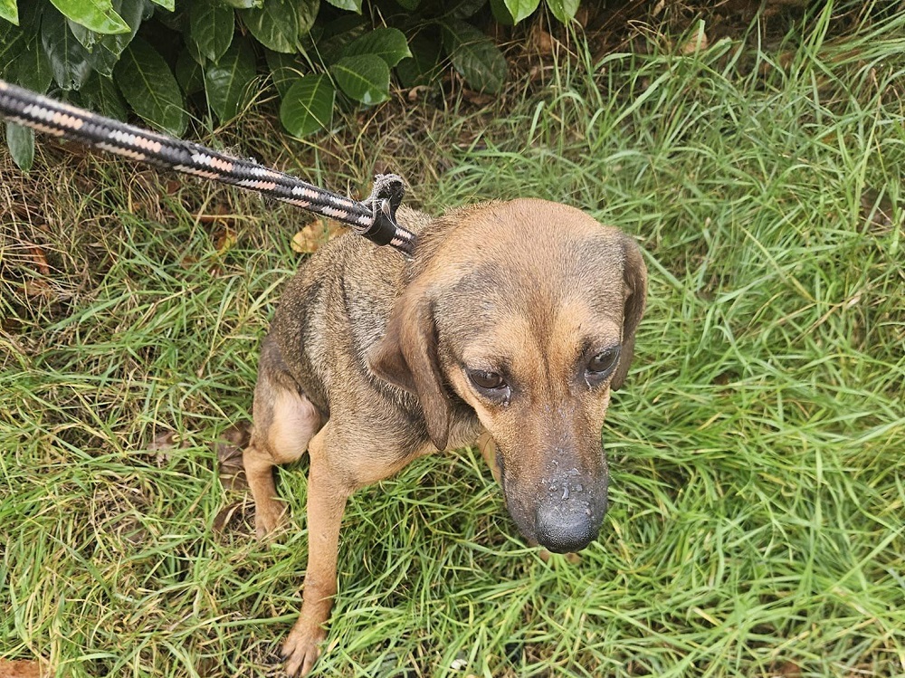 cane_stipes_canile_rieti