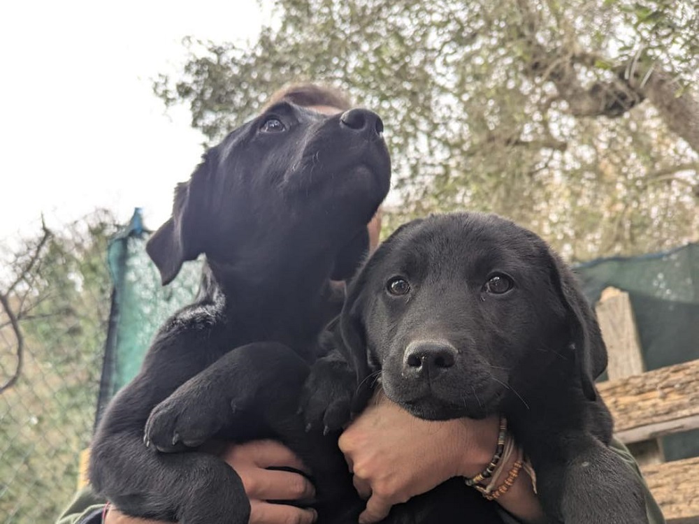 cane_cuccioli_p&f