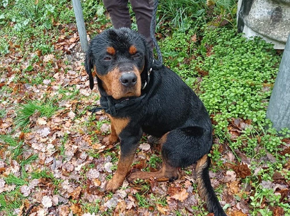 cane_cucciolotto_sabina_p&f
