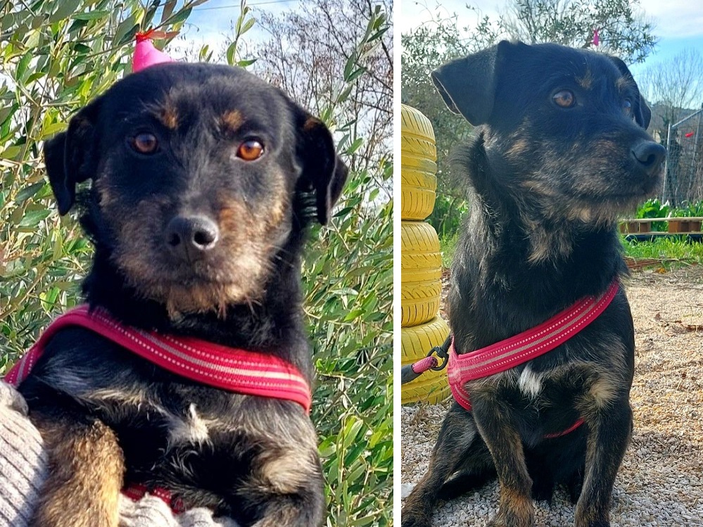 cane_nello_bassottone_oasi_di_brenda