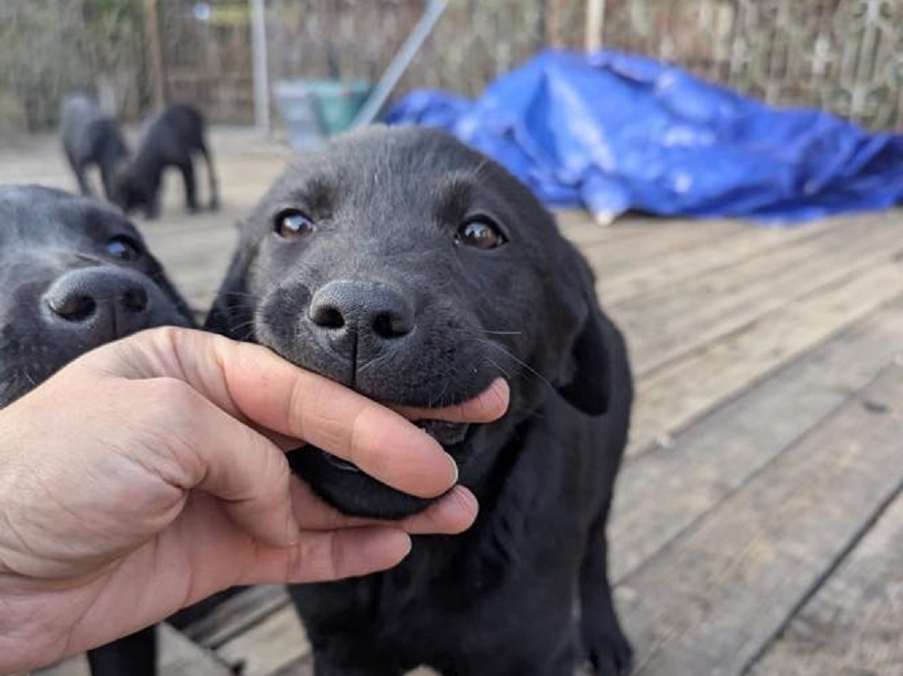 montopoli_di_sabina_quattro_labrador_cercano_casa