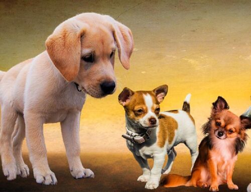 Animali e adozioni responsabili, l’appello dell’OIPA nella Giornata Mondiale del Cucciolo