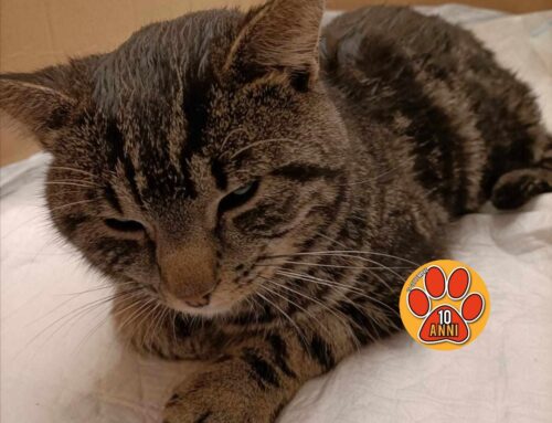 Gatto trovato in strada, forse ha il bacino rotto