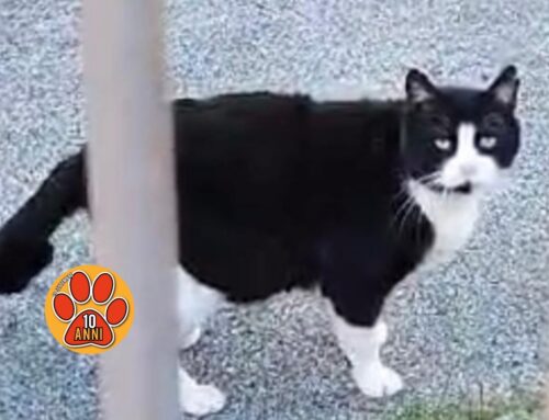 Gatto smarrito da via Ferrari (Rieti). Chi l’ha visto?