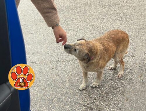 Tornata a casa la cagnolina segnalata sulla Salt -Cicolana sotto la pioggia