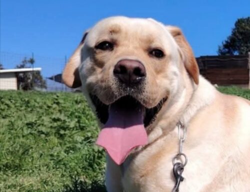 In foto Ron, bellissimo Labrador mantello sabbia in cerca di adozione