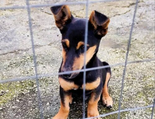 Cucciolo di 4 mesi trovato al cimitero di Toffia