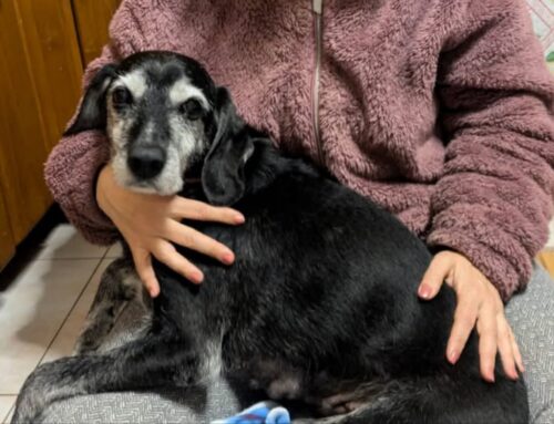 Per nonna Zara (14 anni) non c’è una adozione del cuore ?