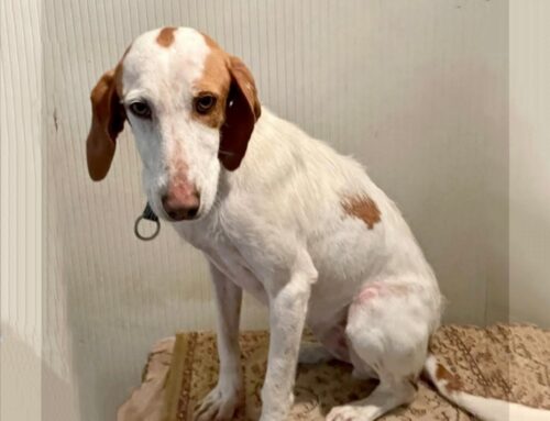Pallina, un’altra anima chiusa in canile