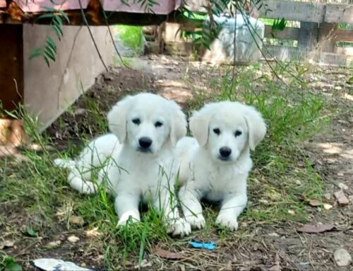 Incredibilmente ancora senza casa: 4 cuccioli cercano adozione!
