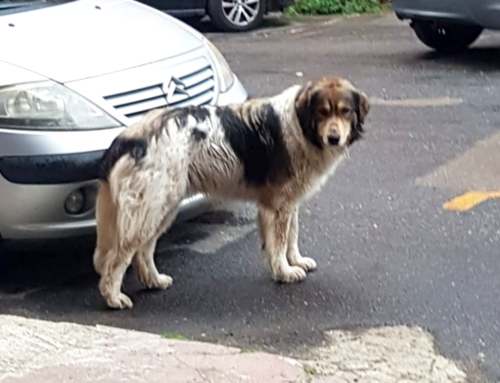 Cane vagante a Rieti, quartiere Città Giardino