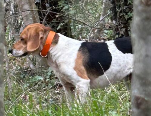 Due cani visti da soli tra San Filippo e Collebaccaro: smarriti?