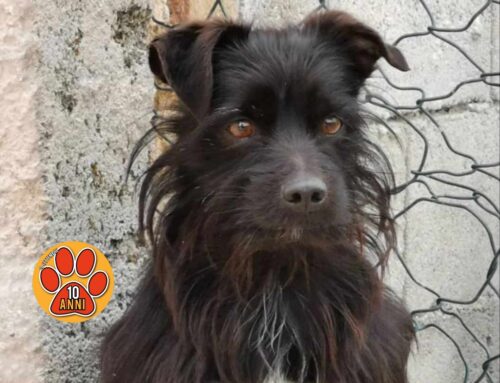 Si cerca ancora Bob: non torna a casa da 24 ore