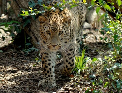 Domenica 23 marzo al BioParco di Roma il Luna Park delle Foreste