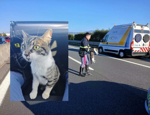 La Polizia Stradale di Pistoia soccorre gattina vagante nell’Autostrada A11