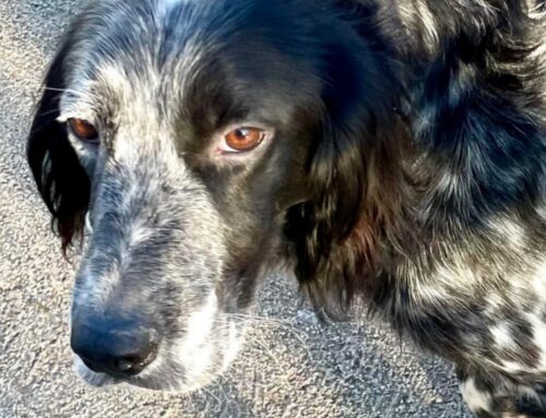 Lo sguardo di Petronio, adorabile Setter senza famiglia
