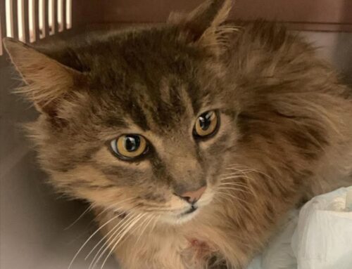 Bellissimo gatto dalla Sabina in cerca di adozione