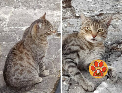 Un bellissimo giovane gatto in cerca di una nuova famiglia