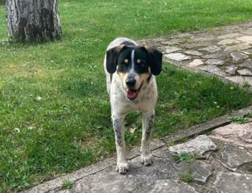 Cane segnalato a Cittaducale, chi lo riconosce?