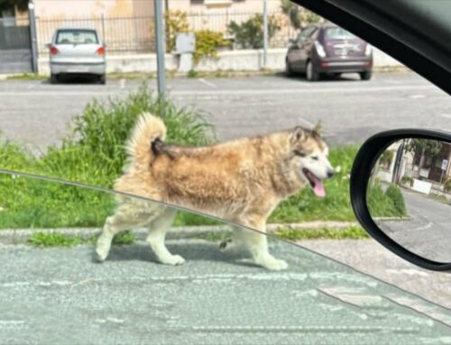 Husky segnalato a Contigliano: chi lo ha smarrito?