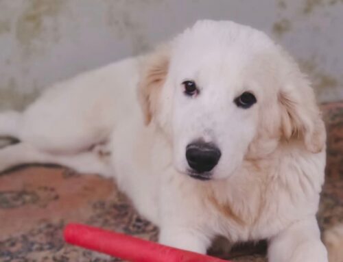 Casper, 7 mesi e tanta voglia di felicità