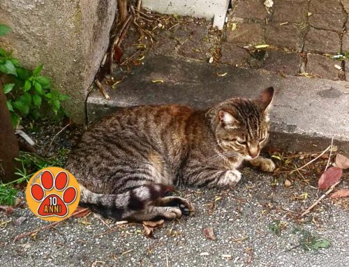 Gatto mal messo in via dei Flavi. Serve aiuto