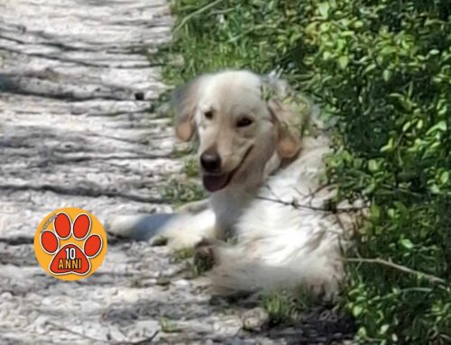 Cane ferito tra Vazia e Castelfranco: chi lo ha smarrito?