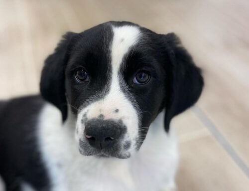 Da Poggio Mirteto un amorevole cucciolo aspetta adozione mentre vive in rifugio