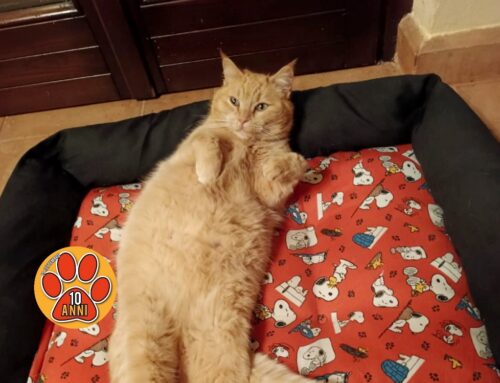 Ritrovato gattone Romeo!