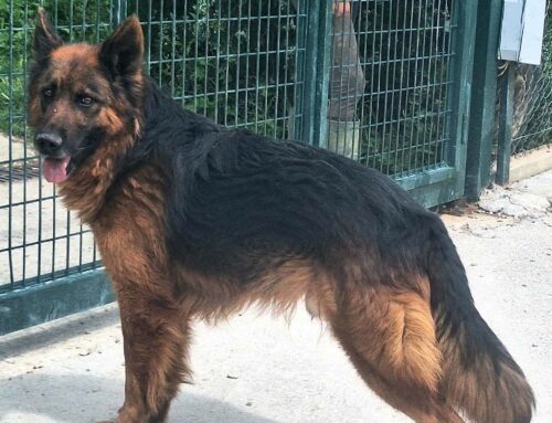 Scheggia da Teramo è un cagnolone molto dolce e socievole