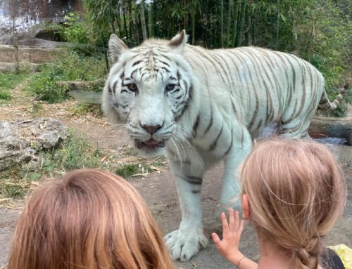 Al via il Centro Estivo 2025 del BioParco di Roma. Tema di quest’estate: “Scatti selvaggi, il BioParco in un rullino”