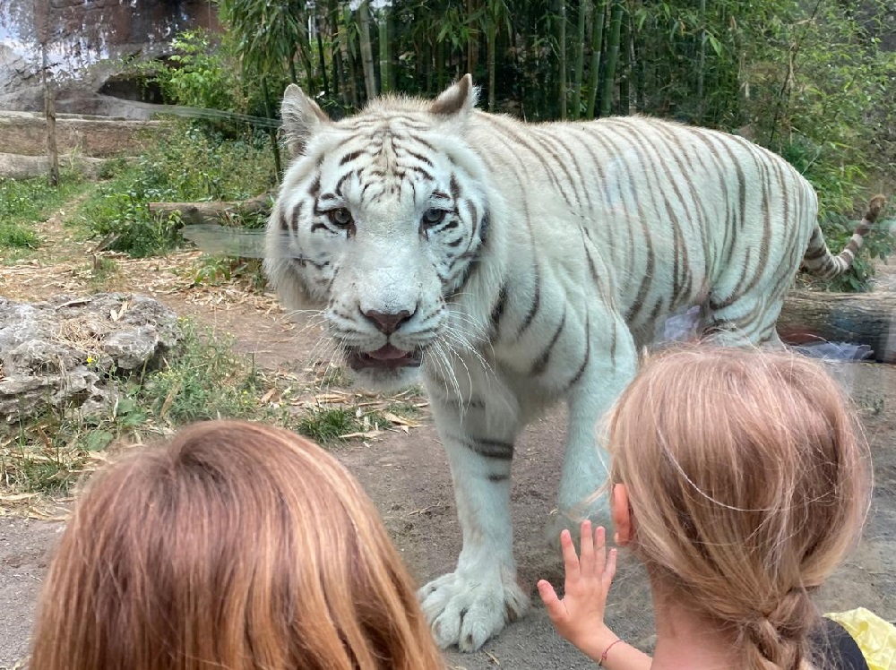 C_estivo_tigre_gladio_bioparco_roma