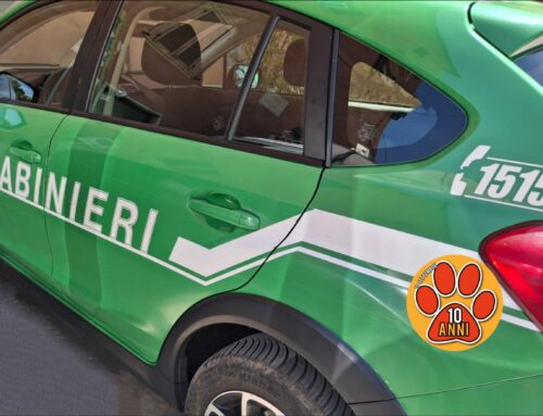 Incidēnte auto – cervo sulla Salto Cicolana: mōrto l’ungulato