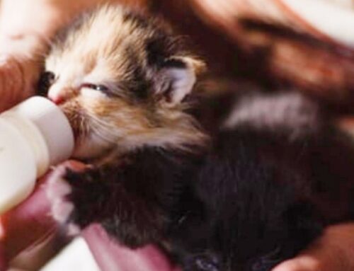I Miao di Rieti: “C’è emergenza cibo gattini. Chiediamo aiuto”
