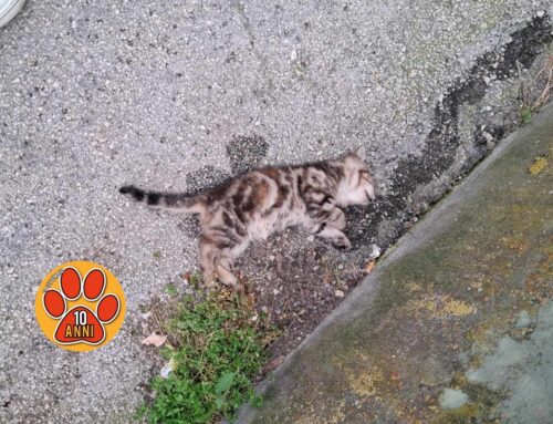 Cucciolo di gatto trovato mørto a Quattro Strade