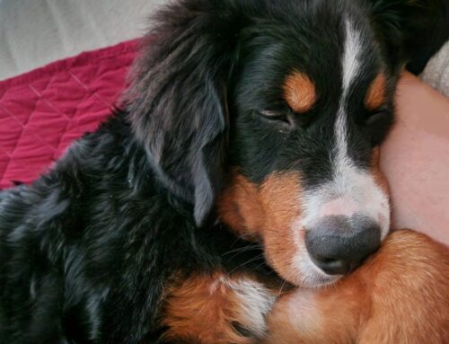 APPUNTI A SEI ZAMPE – Cane adatto da persona giusta: una scelta felice… ovvero dimmi chi sei e ti dirò che cane amerai!