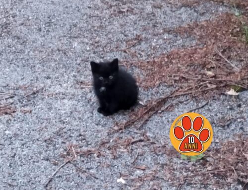 Rieti, mamma gatta mørta investita: aiutiamo i suoi tre cuccioli!
