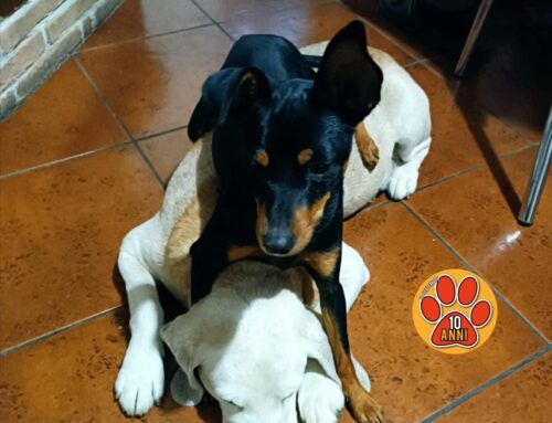 Pincher nera di nome Sissy smarrita da Castelnuovo di Farfa
